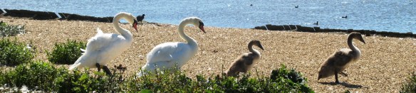 Abbotsbury Swannery