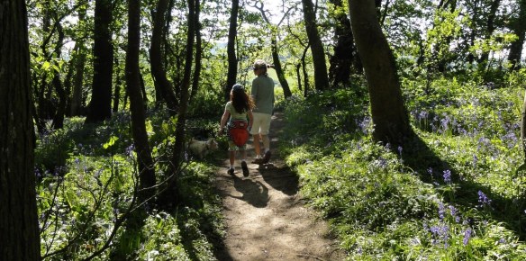 Bluebell Woodland